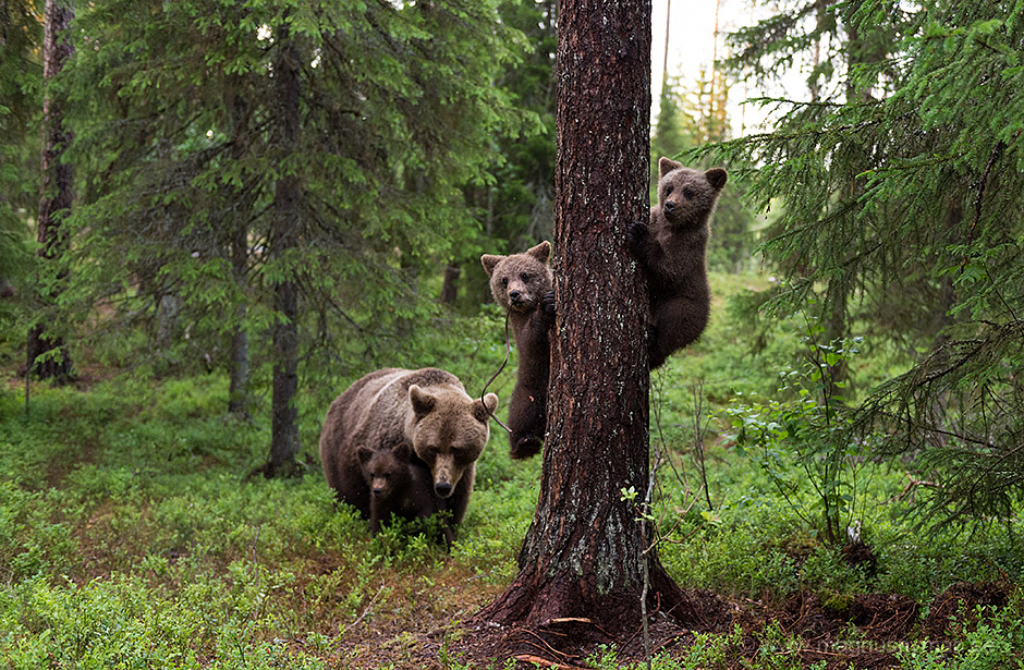 bear family